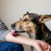 O que significam as lambidas de cachorro e como este comportamento é positivo, segundo especialistas
