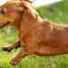 Família acha que adotou uma salsichinha e cachorro cresce totalmente diferente