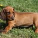 Adotada como salsichinha, cachorrinha surpreende ao crescer fora do padrão
