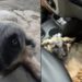 Mulher resgata cachorro ferido após acidente e viraliza com gesto de amor