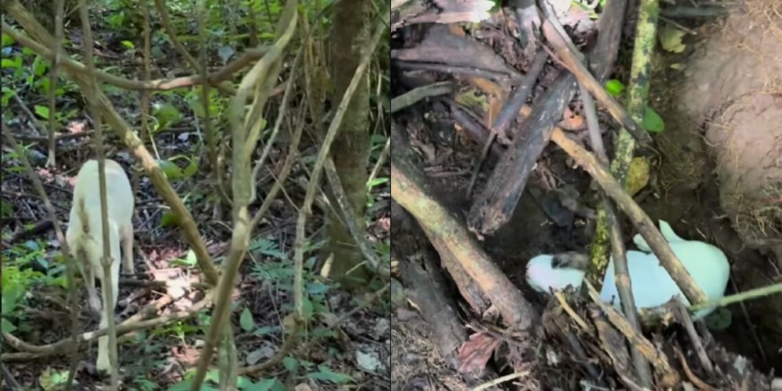 Após insistência da cachorra, casal anda 1 km pela mata e descobre o que estava escondido