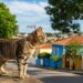 É assim que os gatos encontram o caminho de volta para casa, mesmo depois de anos