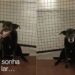 cachorrinha idosa a procura de lar