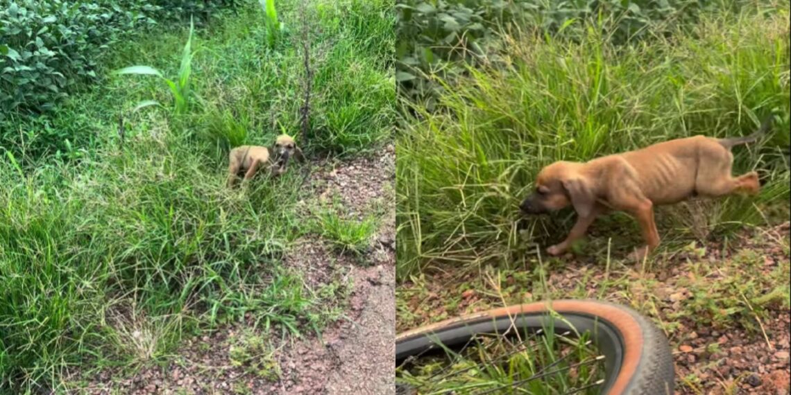 cachorro abandonado