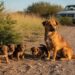 Cachorrinha na estrada chama a atenção de casal que para o carro e, do nada, percebem que ela não está sozinha