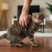 Os gatos estão reclamando! Veterinários americanos revelam 10 comportamentos humanos que os gatos mais detestam