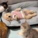 Preocupada com um cachorrinho doente, a galinha foi chamar os gatos e todos se reuniram ao redor para cuidar dele