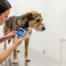 Abrigo escaneia microchip de cachorro de rua e descobre que ele havia se perdido da família — uma história com final emocionante