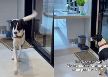 Resgatado das ruas, cachorro surpreende ao exigir canção antes da refeição
