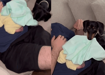 Cachorro tenta cobrir bebê e atitude instintiva emociona a internet