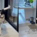 Resgatado das ruas, cachorro surpreende ao exigir canção antes da refeição
