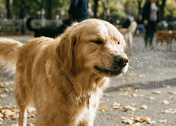cachorro espirrando