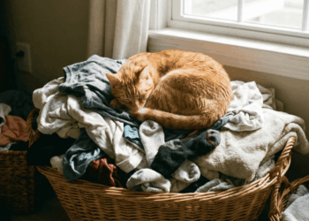 gato dormindo nas roupas