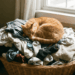 gato dormindo nas roupas