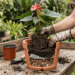 Essa planta tropical deixa a casa elegante e é mais fácil de cuidar do que parece
