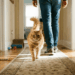 Quando o gato escolhe você para seguir pela casa, o que isso quer dizer?