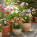 Como plantar cosmos e garantir cores e flores contínuas no seu jardim ou varanda