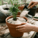Insetos na terra das plantas? Descubra por que a areia é a melhor aliada para manter o solo seco