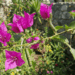 Nem repelentes, sem inseticidas: como remover as lagartas da bougainvillea de forma natural
