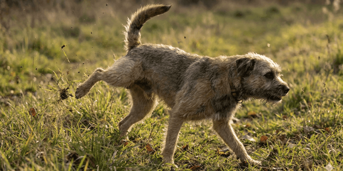 dog