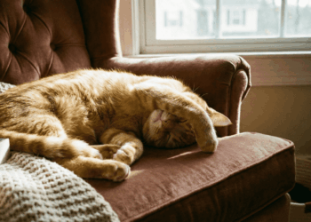 gato dormindo com a pata no rosto