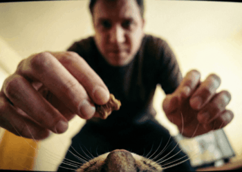 visão do gato