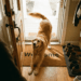 cachorro espreguiçando