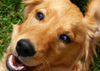 Após anos como matriz em canil, Golden Retriever encontra lar e vive recomeço emocionante