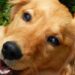 Após anos como matriz em canil, Golden Retriever encontra lar e vive recomeço emocionante