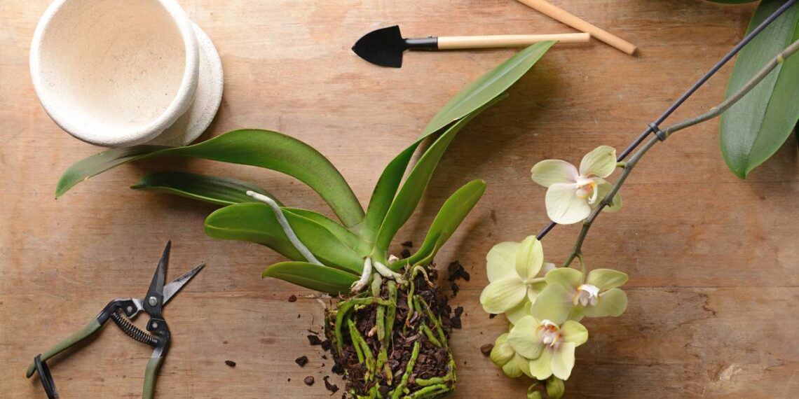 orquídea