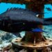Peixe invasor vindo do Indo-Pacífico avança pelo litoral paulista e já ameaça o equilíbrio ecológico de áreas marinhas protegidas