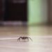 aranha