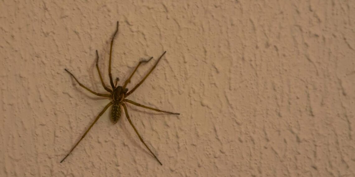 aranha