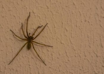 aranha