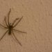 aranha