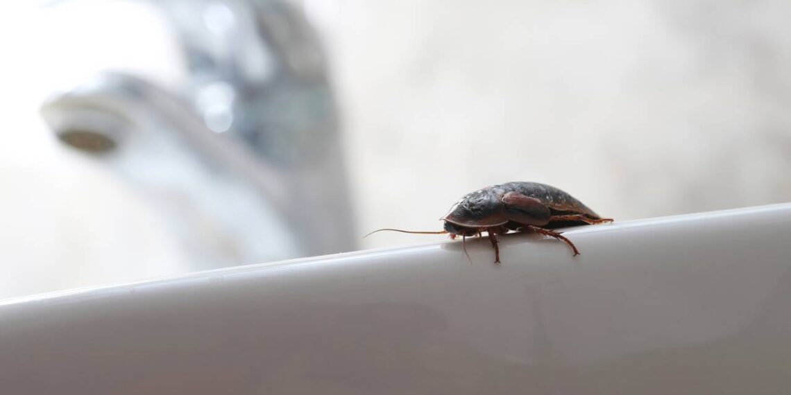 Ralos limpos, casa segura: como fazer a prevenção simples contra a infestação de baratas