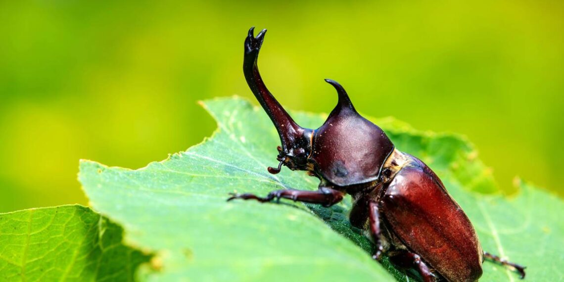 Invasão de cascudos? Saiba por que esses besouros aparecem no verão e como proteger seu jardim