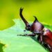 Invasão de cascudos? Saiba por que esses besouros aparecem no verão e como proteger seu jardim