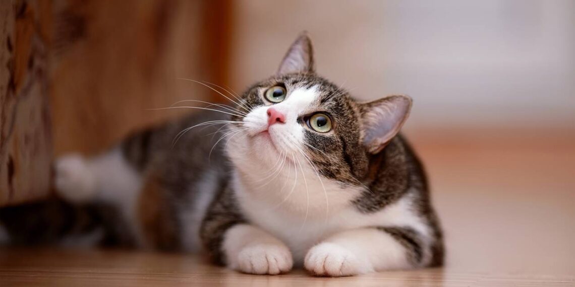 bigode de gato