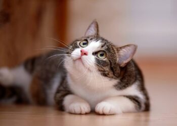 bigode de gato