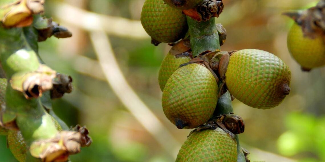 buriti fruta