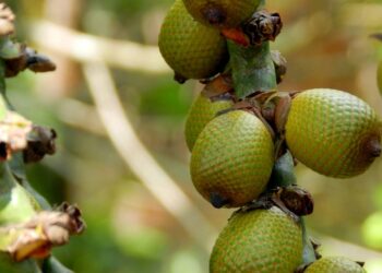 buriti fruta