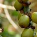 buriti fruta
