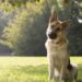 Por que cães e gatos inclinam a cabeça quando você fala com eles?