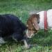 O motivo curioso por trás do cachorro cheirar o rabo de outro cães no parque