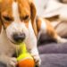 Por que cães destroem móveis e sapatos quando ficam sozinhos?