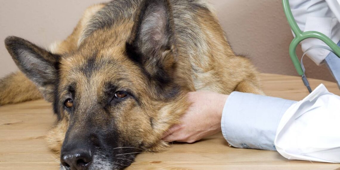Cão rejeitado por aparência ganhou lar quando 3 crianças perceberam seu valor