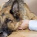 Cão rejeitado por aparência ganhou lar quando 3 crianças perceberam seu valor