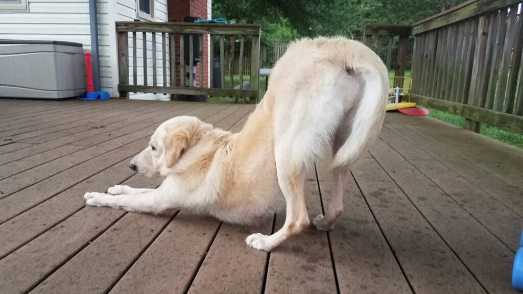 cachorro espreguiçando