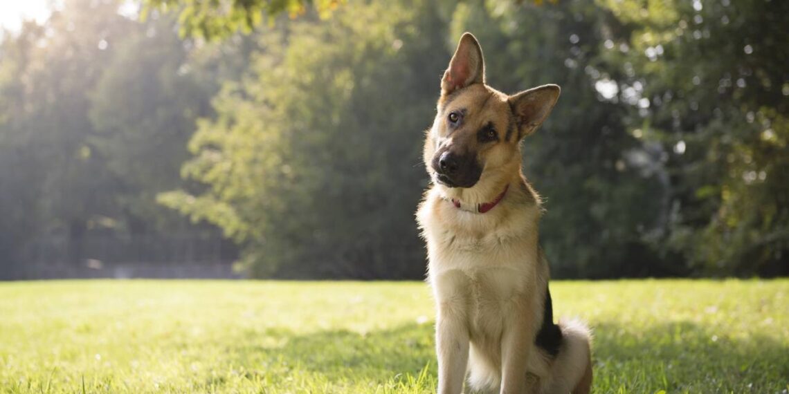 O motivo pelo qual os cães têm o comportamento de inclinar a cabeça ao ouvir pessoas e no que isso os beneficia